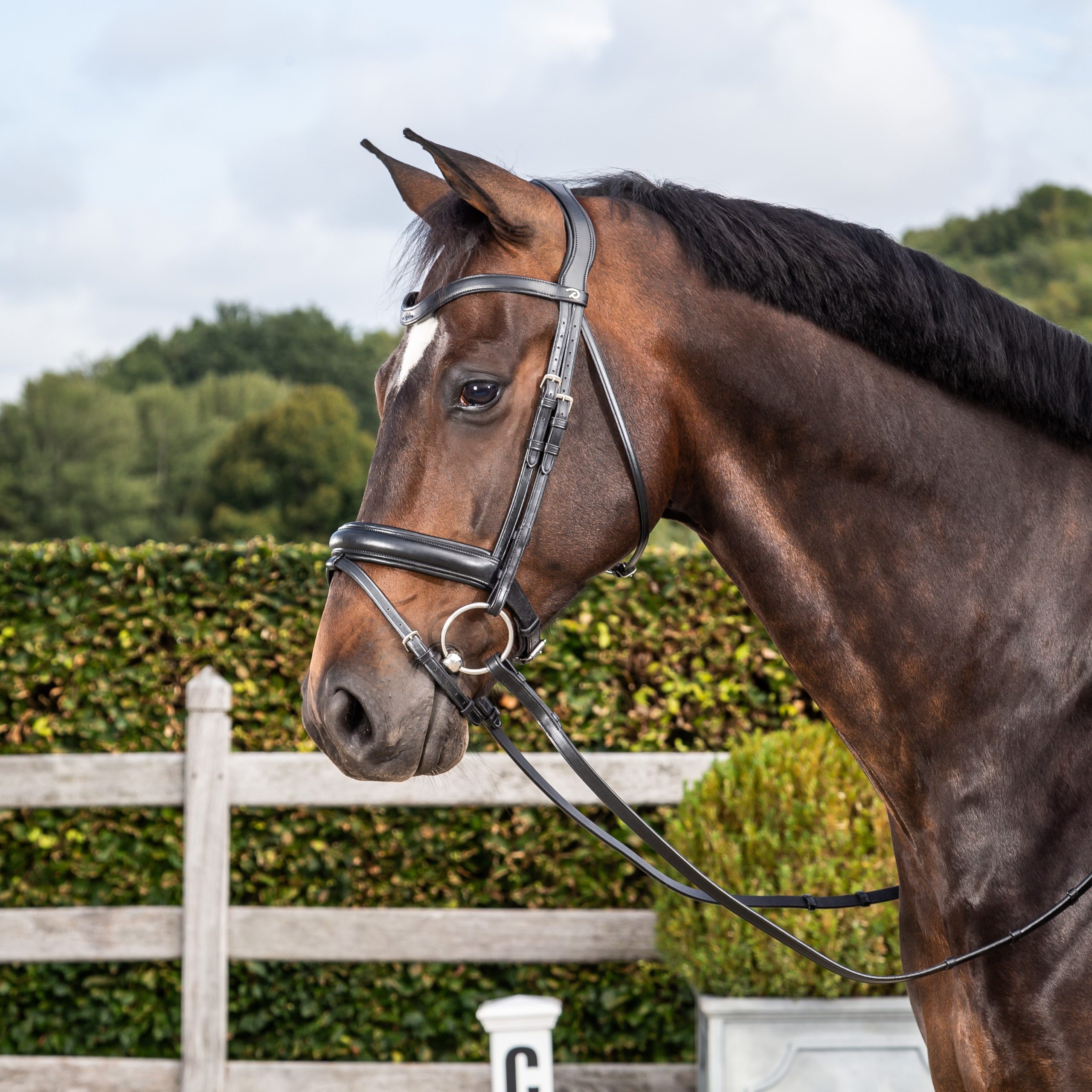 Dressage Bridles